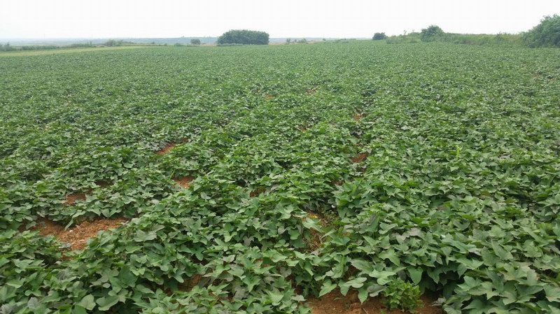 远离污染源的山地、红黏土无公害种植基地