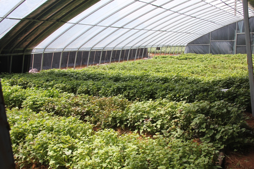 育苗温室大棚2_resized